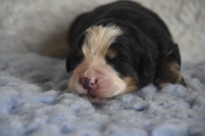Les chiots de Bouvier Bernois