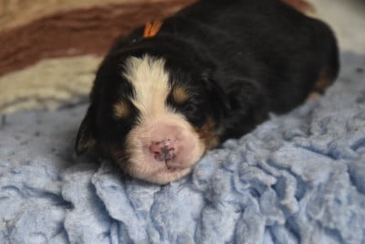 Les chiots de Bouvier Bernois