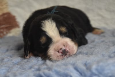 Les chiots de Bouvier Bernois