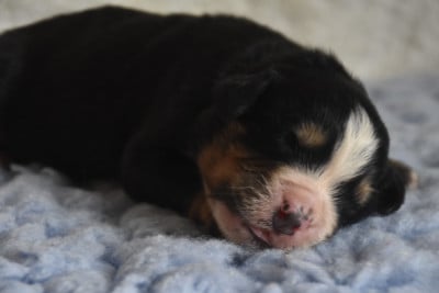 Les chiots de Bouvier Bernois