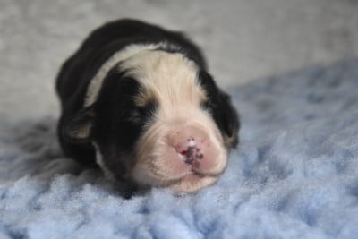 Les chiots de Bouvier Bernois