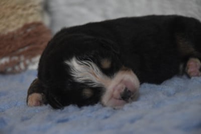 Les chiots de Bouvier Bernois