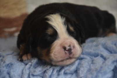 Les chiots de Bouvier Bernois