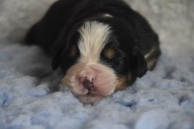 Les chiots de Bouvier Bernois