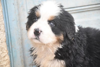 Les chiots de Bouvier Bernois