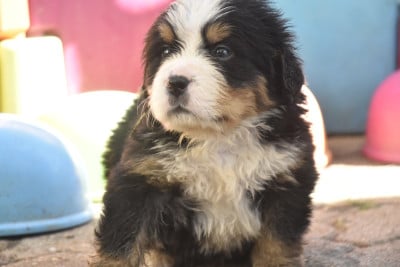 Les chiots de Bouvier Bernois
