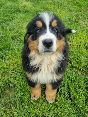 Les chiots de Bouvier Bernois