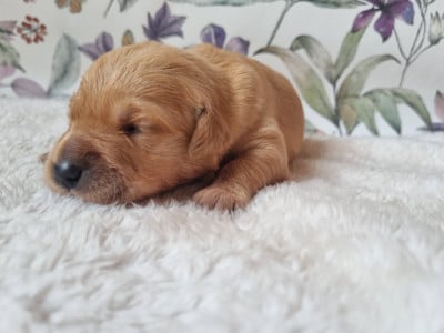 Les chiots de Golden Retriever