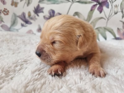 Les chiots de Golden Retriever
