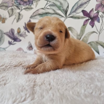 Les chiots de Golden Retriever