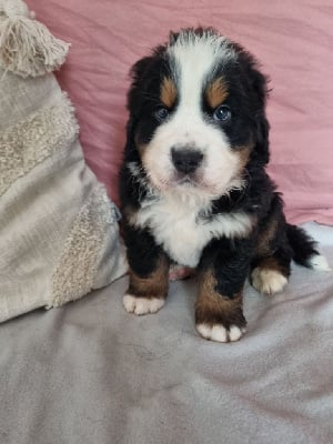 Les chiots de Bouvier Bernois