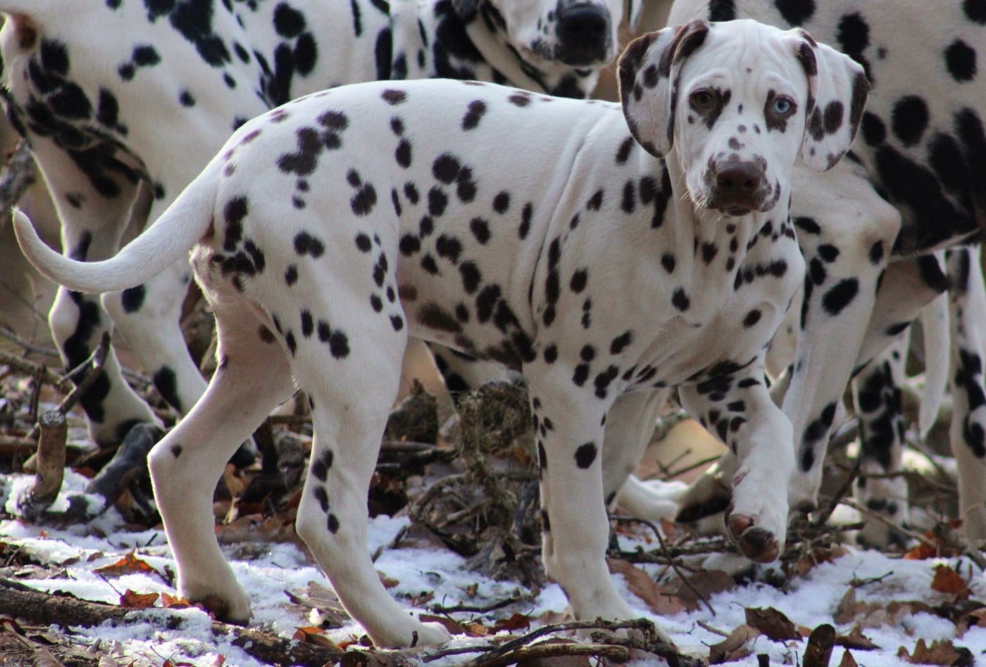 Dalmatien - De La Vallée D'Ayme
