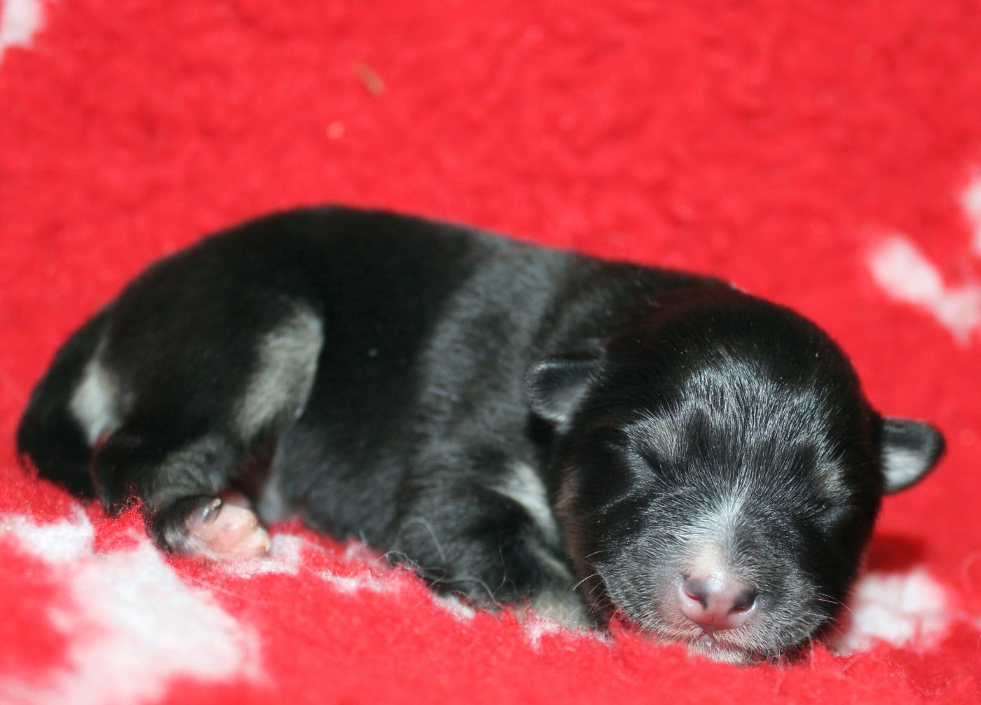 CHIOT 2 - Chien finnois de Laponie