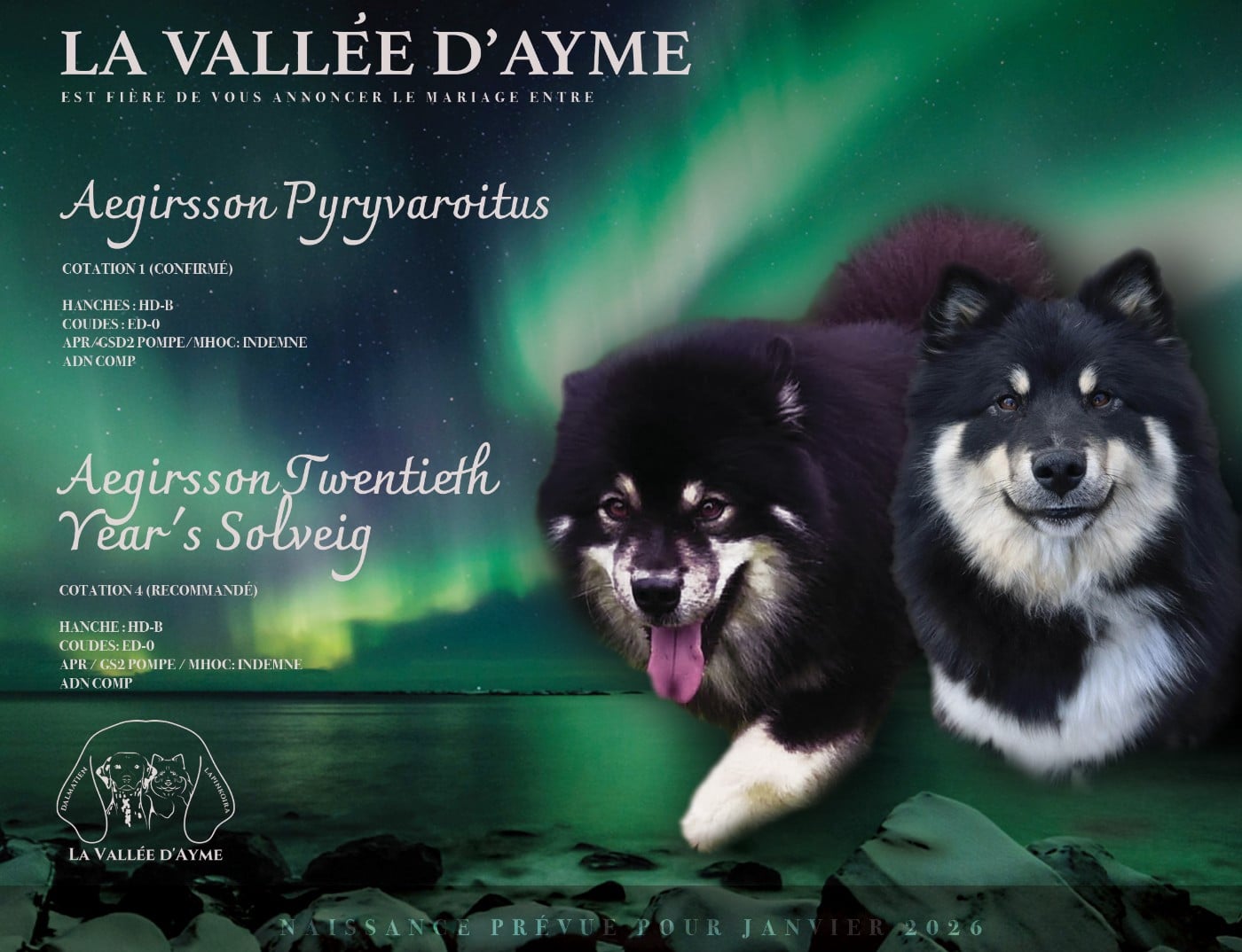 Chien finnois de Laponie - De La Vallée D'Ayme