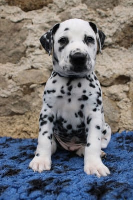 Les chiots de Dalmatien