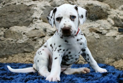 Les chiots de Dalmatien
