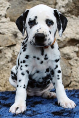 Les chiots de Dalmatien
