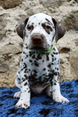 Les chiots de Dalmatien