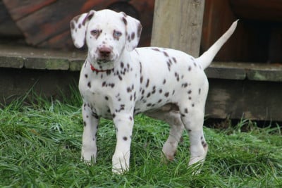 Les chiots de Dalmatien