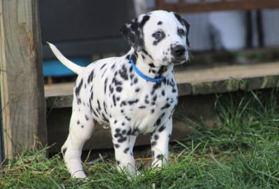 Les chiots de Dalmatien