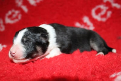 Les chiots de Chien finnois de Laponie