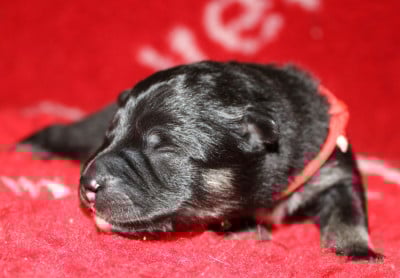 Les chiots de Chien finnois de Laponie