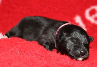 Les chiots de Chien finnois de Laponie