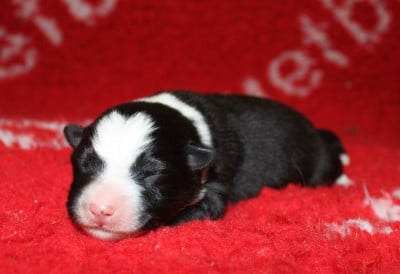 Les chiots de Chien finnois de Laponie