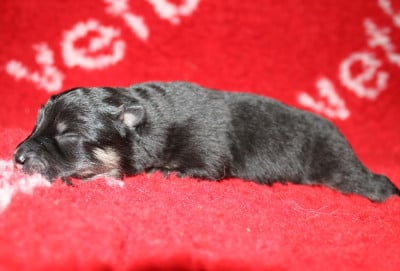 Les chiots de Chien finnois de Laponie