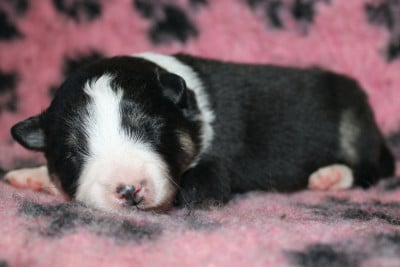 Les chiots de Chien finnois de Laponie