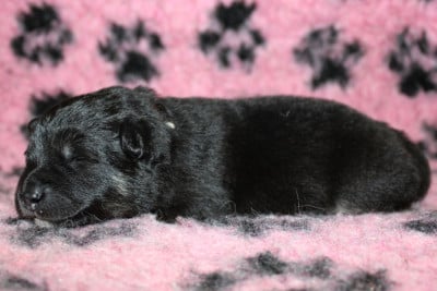 Les chiots de Chien finnois de Laponie