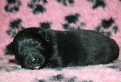 Les chiots de Chien finnois de Laponie