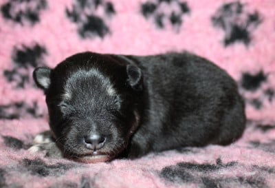 Les chiots de Chien finnois de Laponie