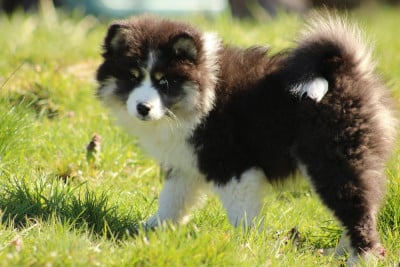 Les chiots de Chien finnois de Laponie