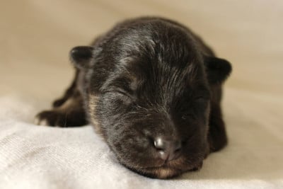 Les chiots de Chien finnois de Laponie