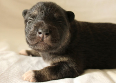 Les chiots de Chien finnois de Laponie