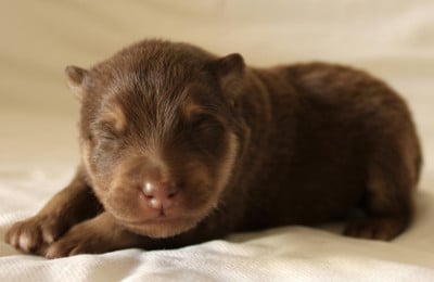Les chiots de Chien finnois de Laponie