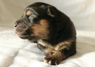 Les chiots de Chien finnois de Laponie