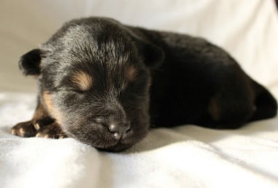 Les chiots de Chien finnois de Laponie