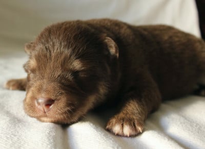 Les chiots de Chien finnois de Laponie