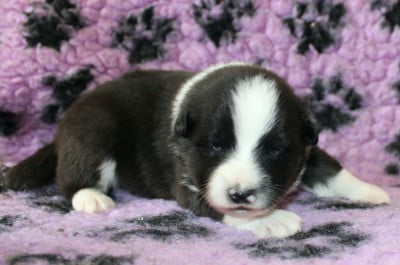 Les chiots de Chien finnois de Laponie
