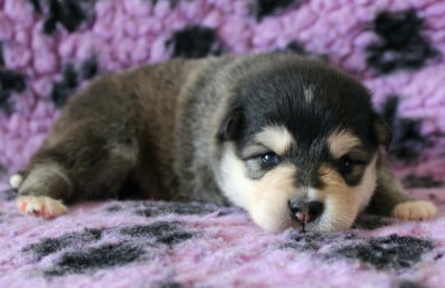 Les chiots de Chien finnois de Laponie