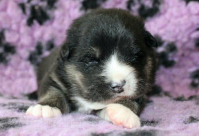 Les chiots de Chien finnois de Laponie
