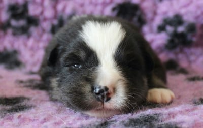 Les chiots de Chien finnois de Laponie