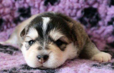 Les chiots de Chien finnois de Laponie