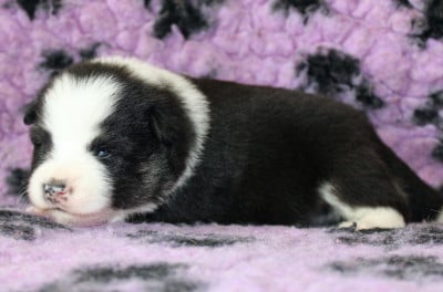 Les chiots de Chien finnois de Laponie