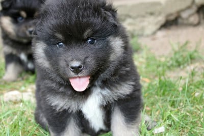 Les chiots de Chien finnois de Laponie