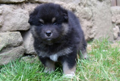 Les chiots de Chien finnois de Laponie