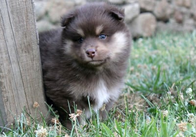 Les chiots de Chien finnois de Laponie