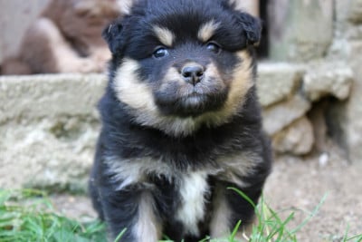 Les chiots de Chien finnois de Laponie